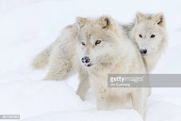 Arctic wolf photos and premium high res pictures