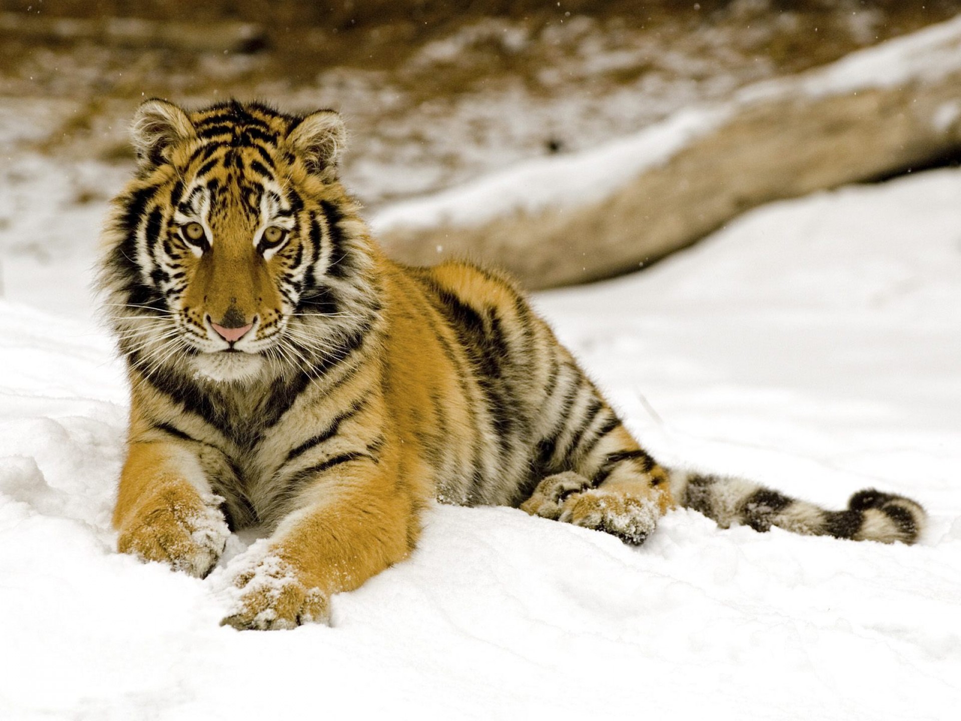Wallpaper tiger snow baby predator x