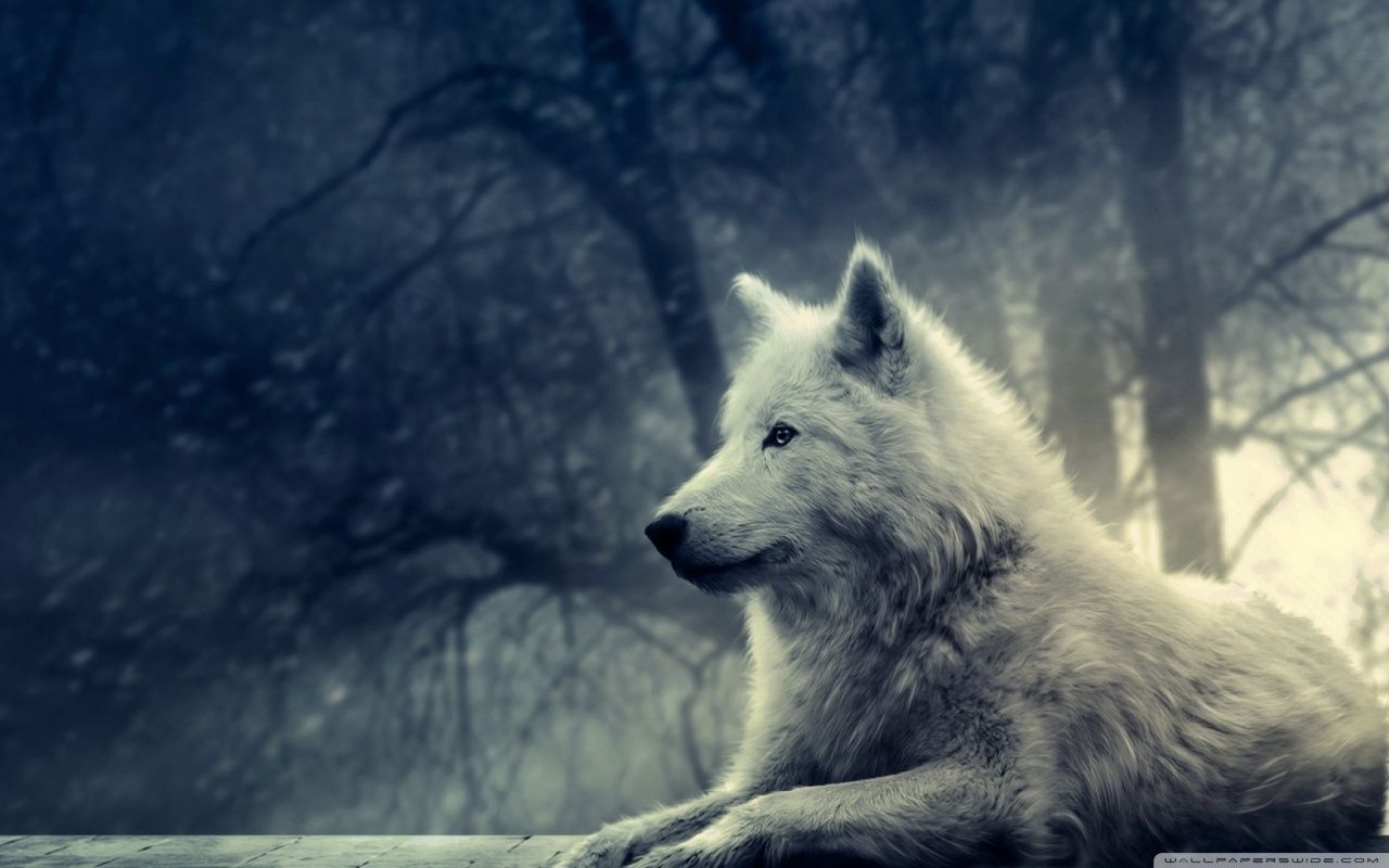 Cute wolf wallpapers