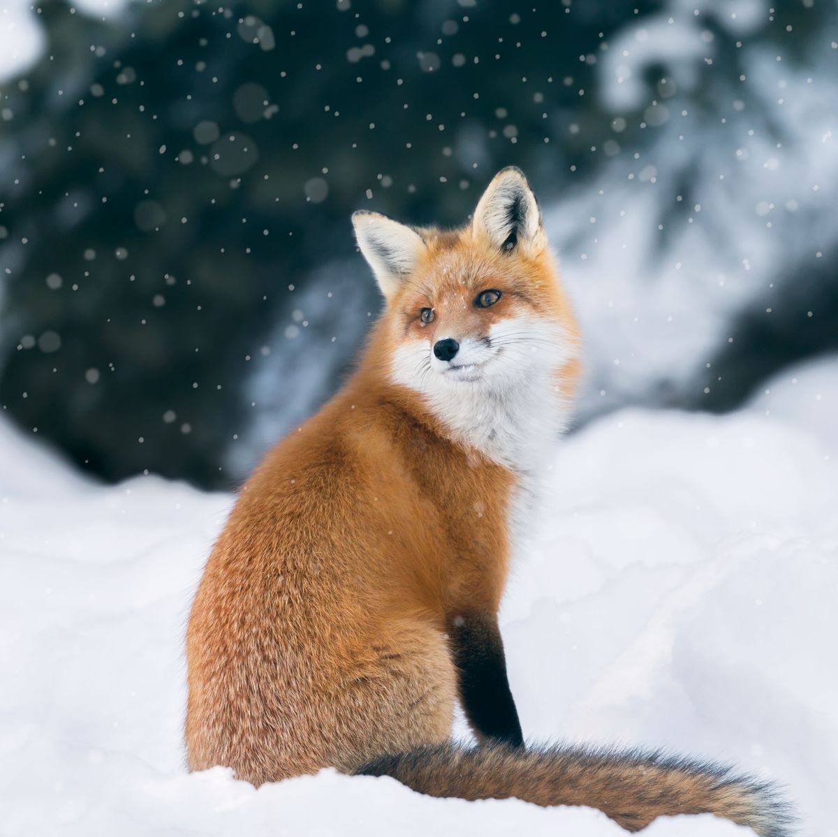 Cutest photos of animals in snow