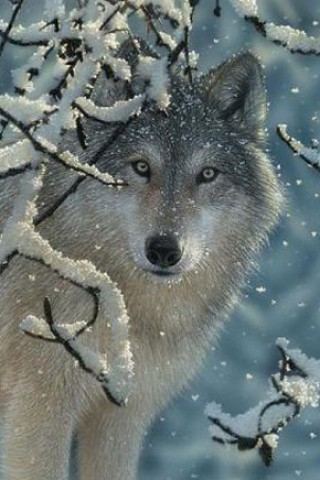 Winter wolf iphone wallpaper click here for more free wolfâ