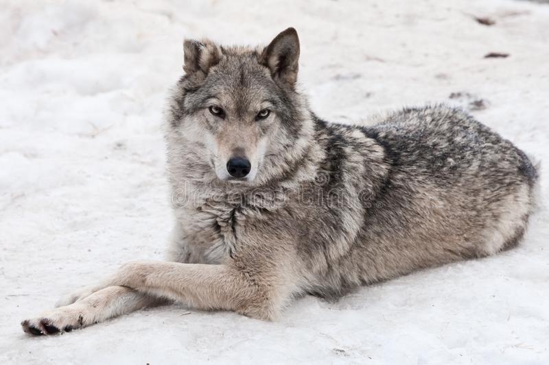 A female wolf lies in the snow a proud animal looks forward with a clear look stock photo