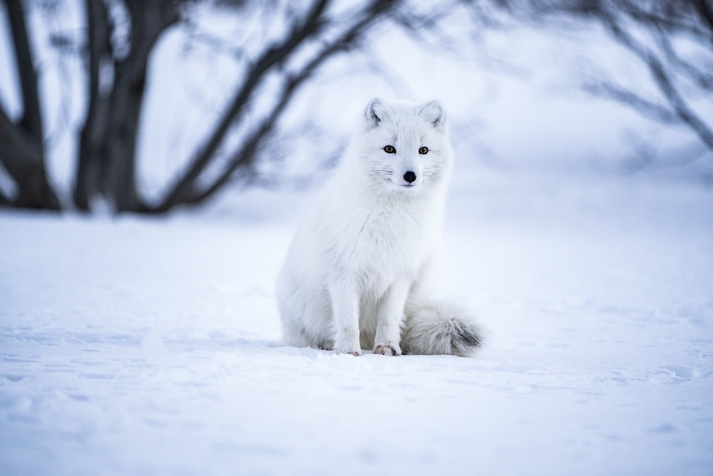 Snow fox pictures download free images on