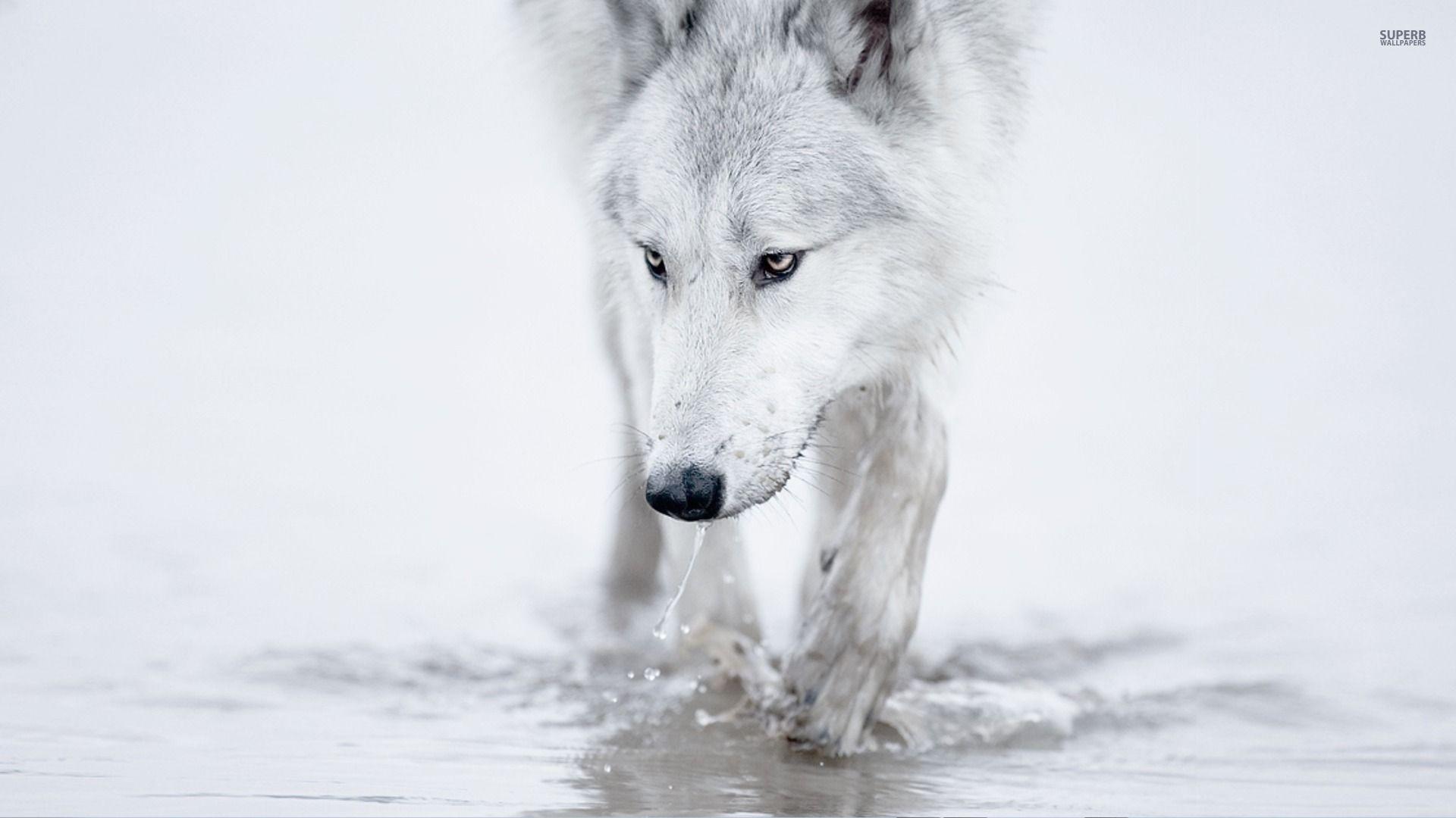 Snow wolf wallpapers