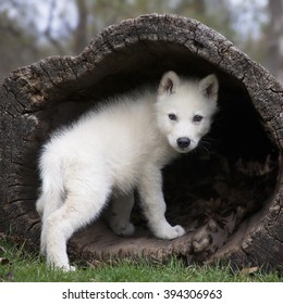 Baby wolf images stock photos vectors