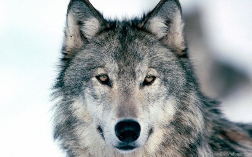 Download eyes face predator snow winter wolf wallpaper png