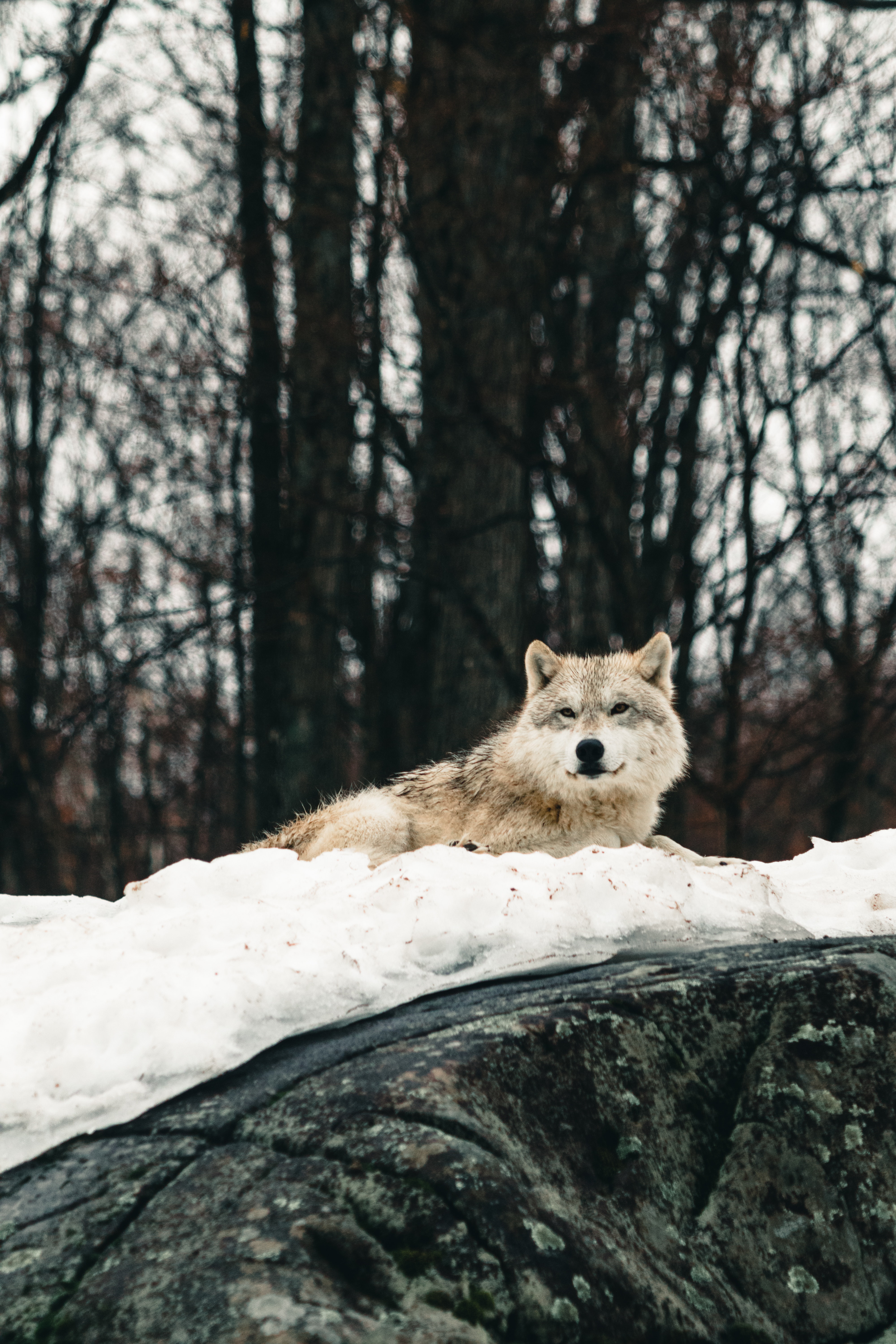 Arctic wolf photos download the best free arctic wolf stock photos hd images