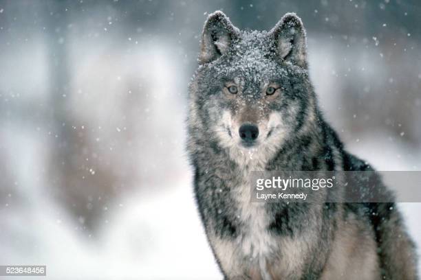 Wolf in snow photos and premium high res pictures