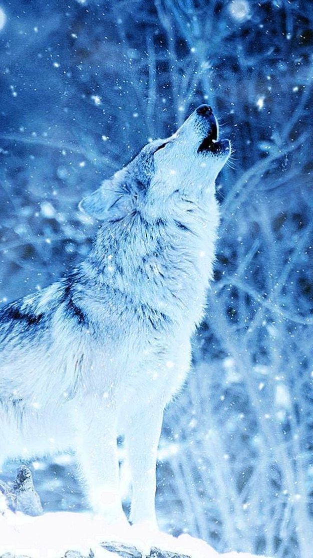 Snow wolf wallpapers k wolf wallpaper snow wolf wolf photos