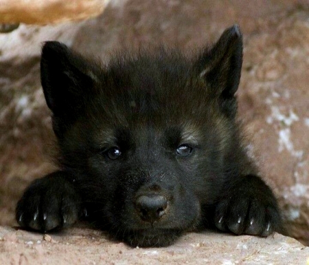 Black wolf pup