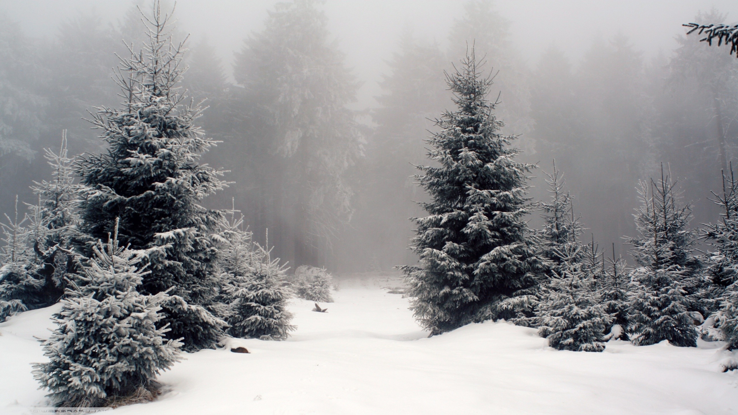 Nature landscape snow forest wallpapers hd desktop and mobile backgrounds