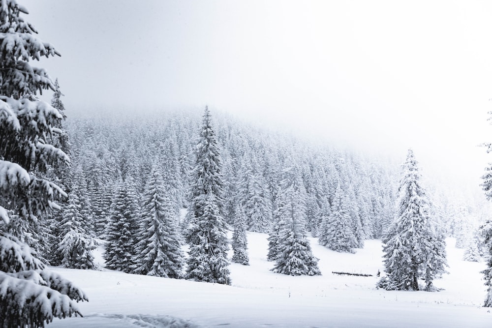 Winter forest pictures download free images on