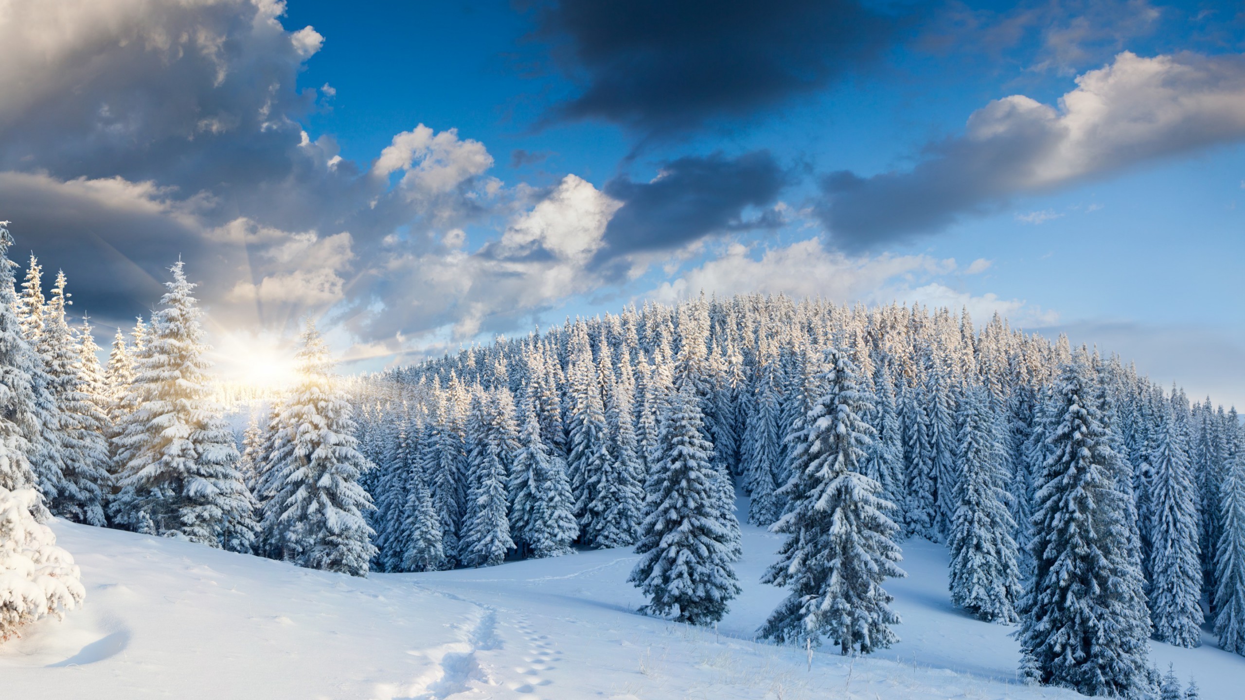 Snow forest wallpapers â wallpaper cave