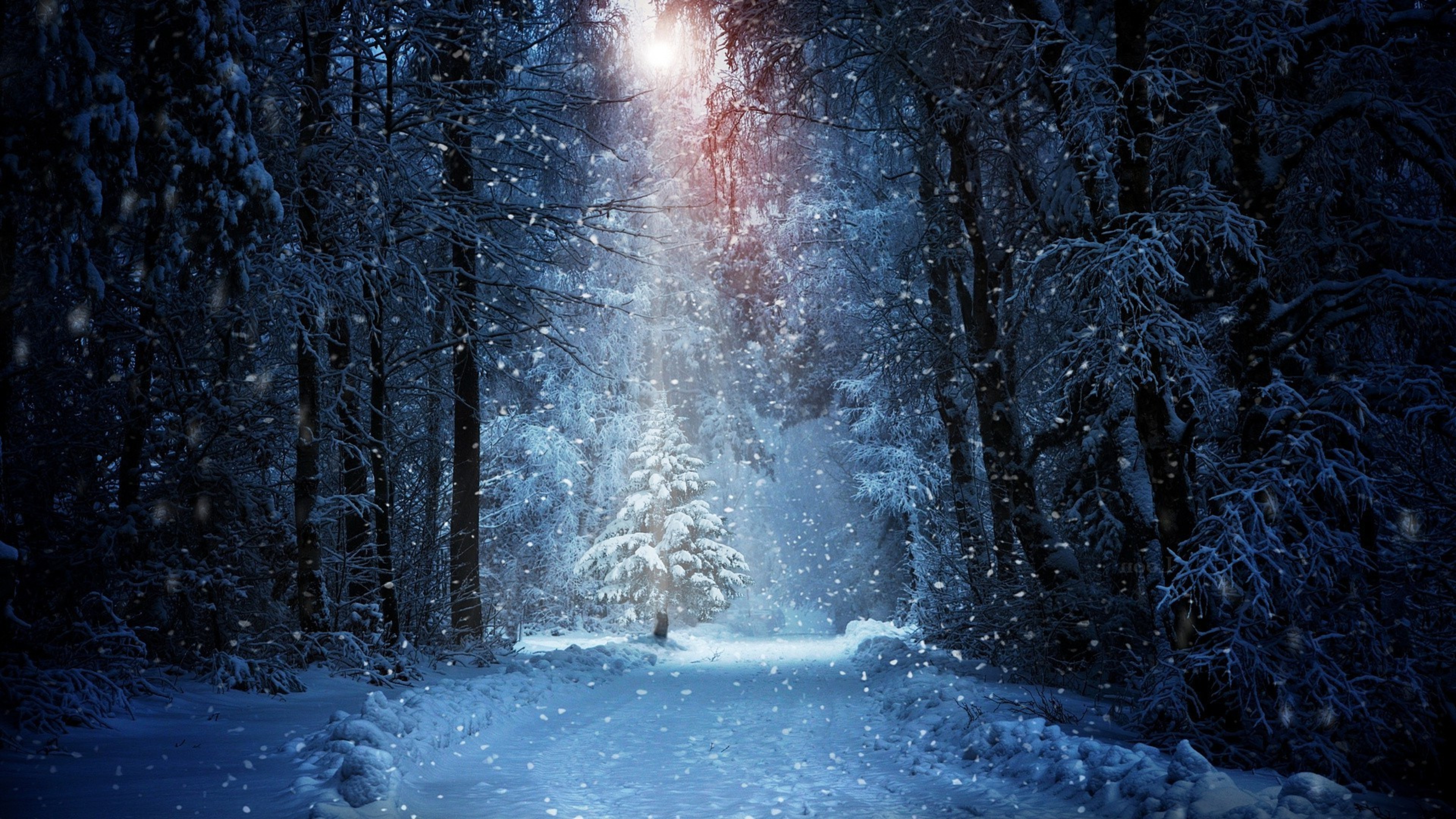 X forest winter snow laptop full hd p hd k wallpapers images backgrounds photos and pictures