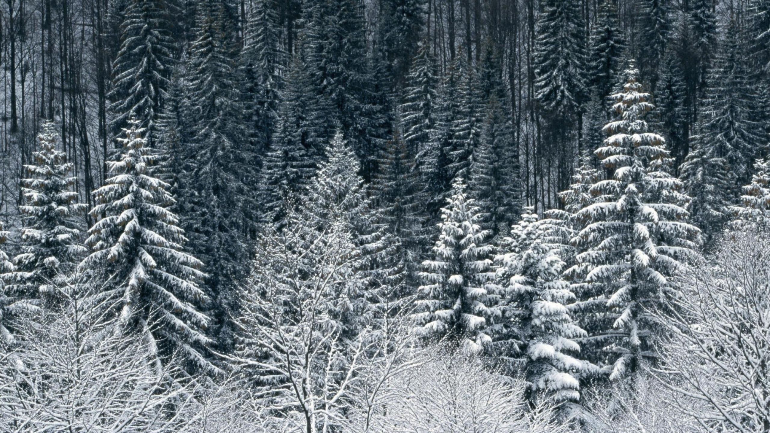X snow trees forest desktop pc and mac wallpaper winter wallpaper desktop winter wonderland wallpaper winter snow wallpaper