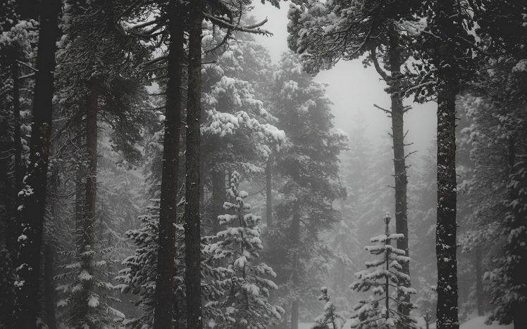 Landscape nature snow forest monochrome winter cold mist trees wallpapers hd desktop and mobile backgrounds