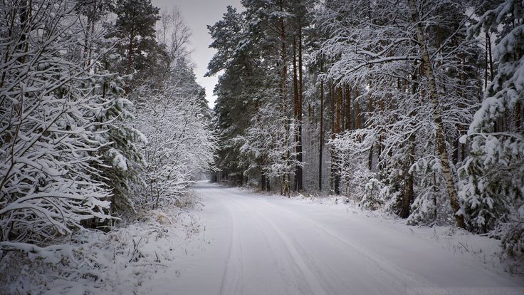 Snowy forest path at winter x full credits to u wfdownloader snowy forest forest path winter wallpaper
