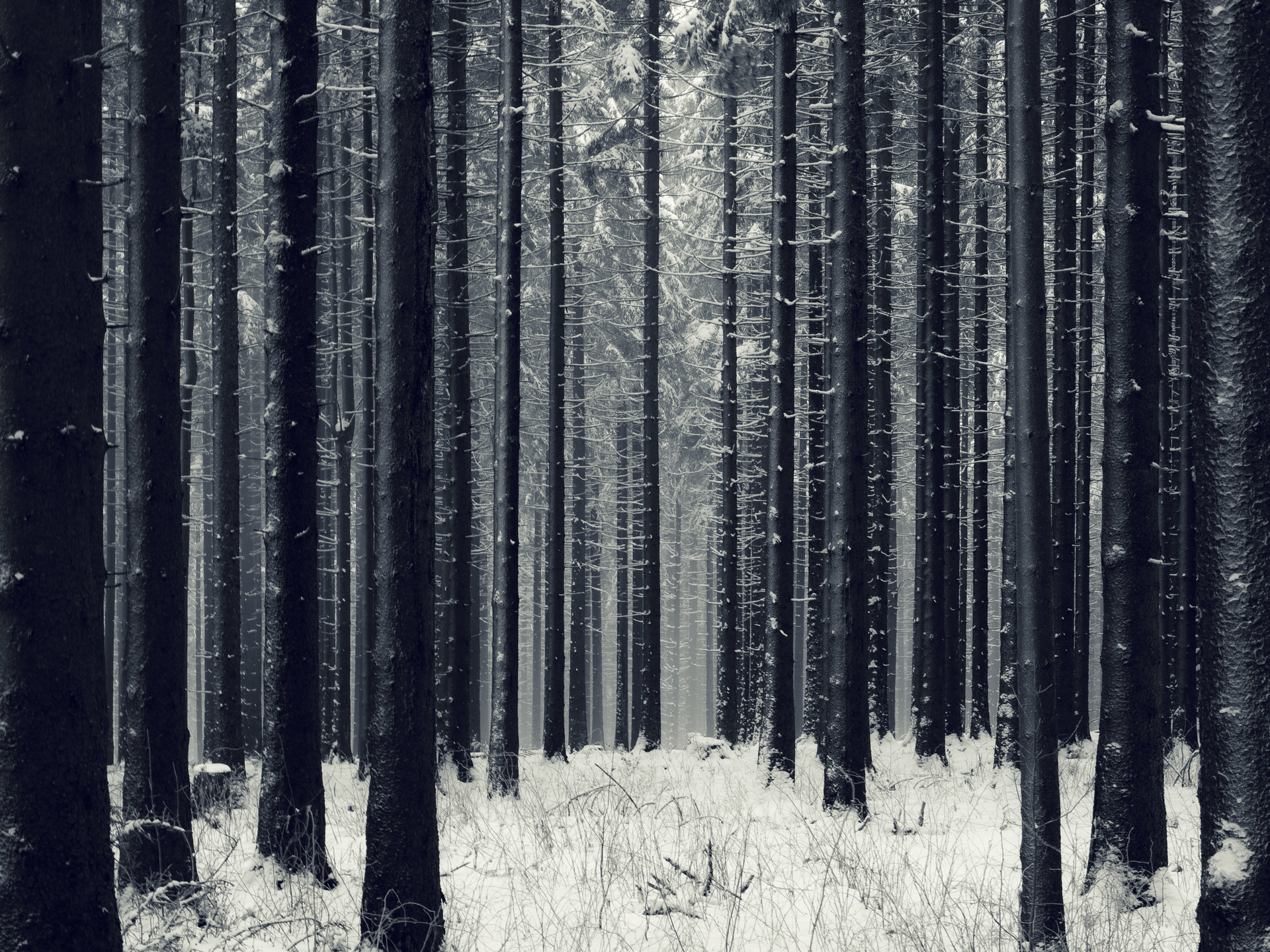 Snowy forest desktop