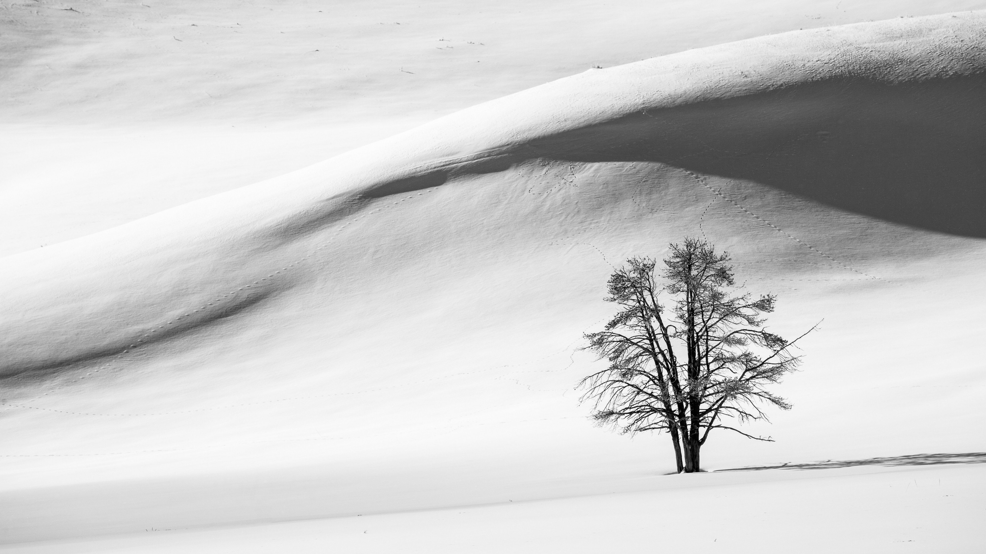 Nature landscape trees winter snow hills monochrome shadow hd wallpapers desktop and mobile images photos