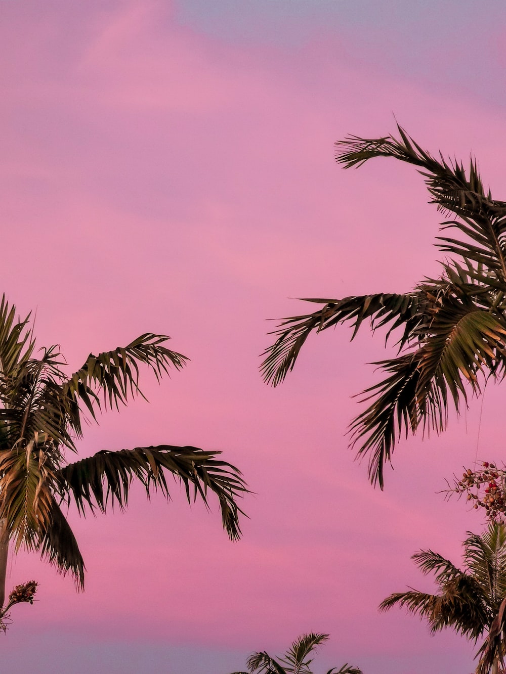 Pink aesthetic pictures download free images on