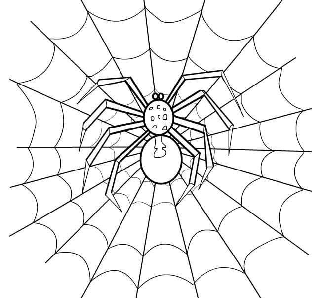 Spider shape