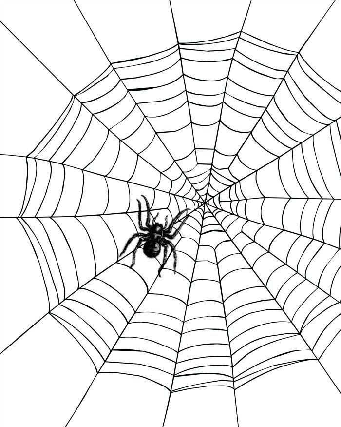 Spider web coloring pages to print spider coloring page coloring pages coloring pages to print