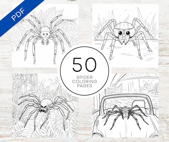 Kdp interior spider coloring pages x printable pdf canva template spider coloring sheets mercial use coloring book
