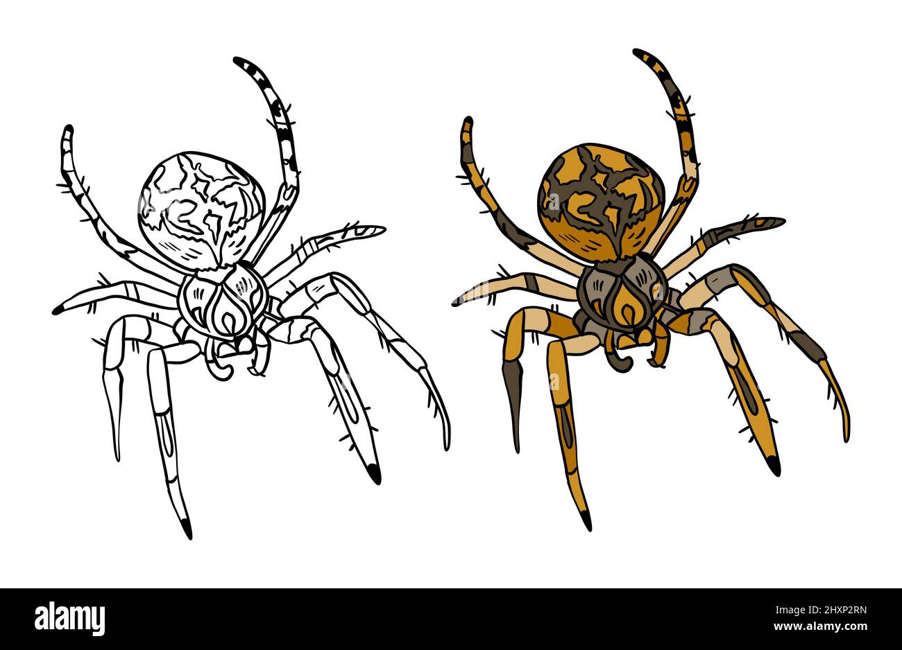 Spider drawing color cut out stock images pictures