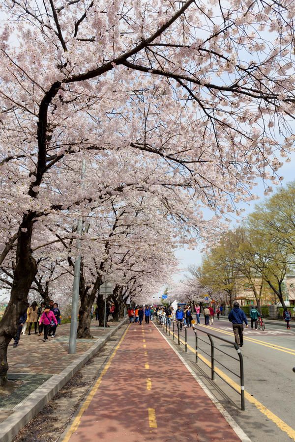 Seoul cherry blossom seoul korea