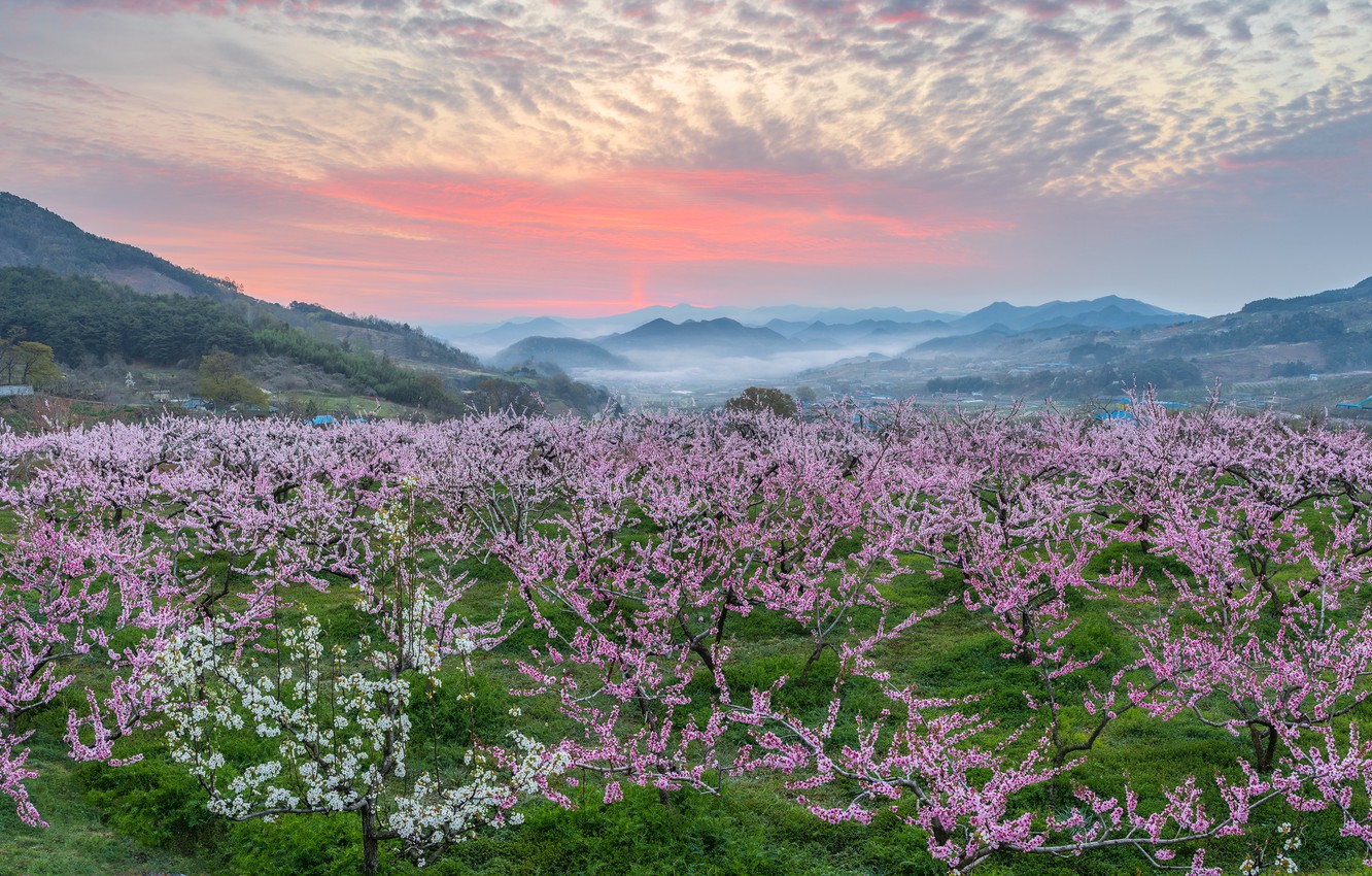 Wallpaper trees landscape mountains nature fog spring morning garden peaches flowering south korea images for desktop section ððµðð