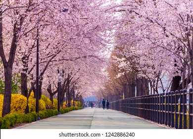 Cherry blossom spring seoul south korea stock photo