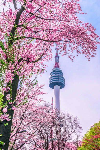Spring cherry blossoms and seoul tower at sunset seoul in south korea stock photo