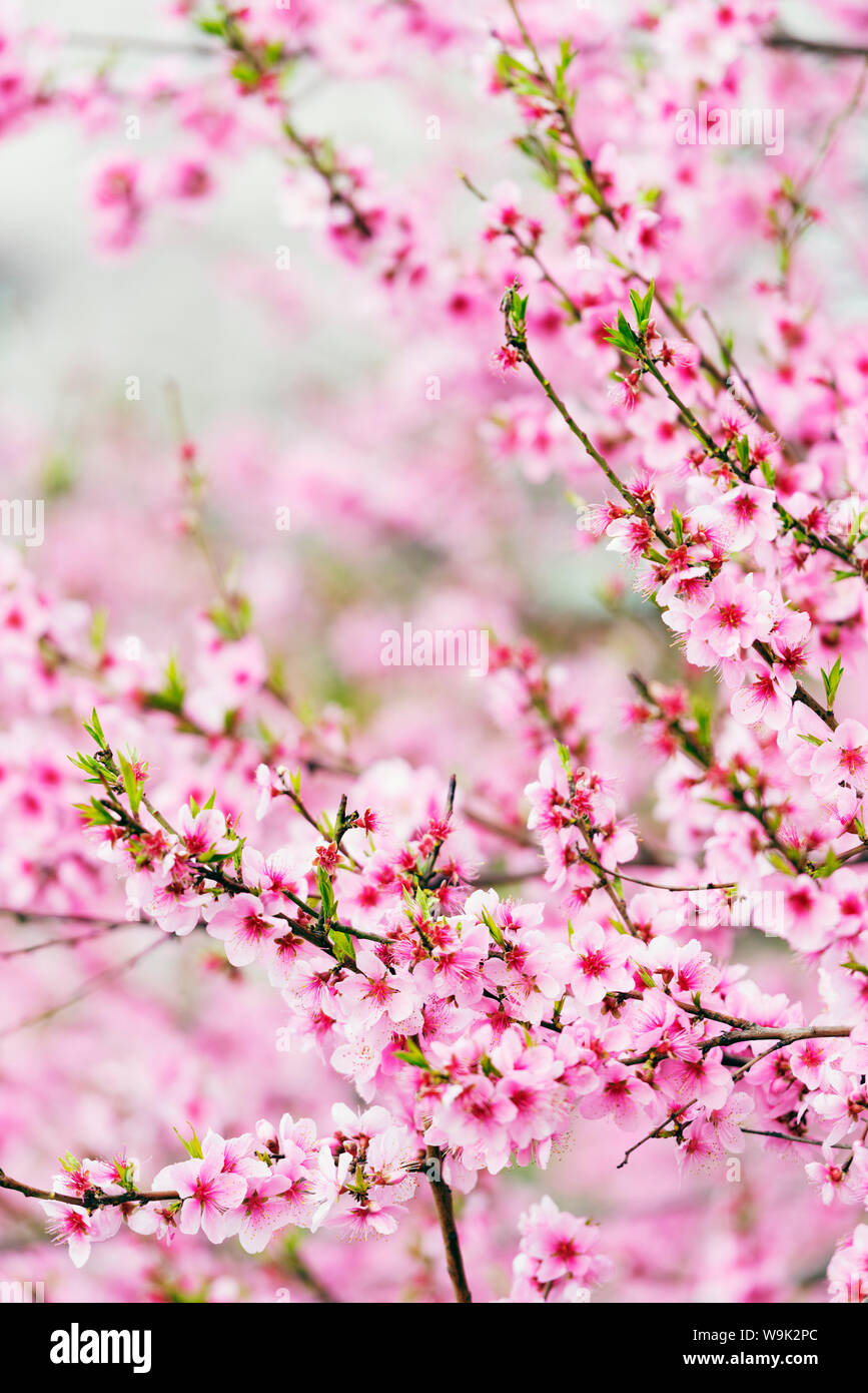 Spring cherry blossom festival jinhei south korea asia stock photo
