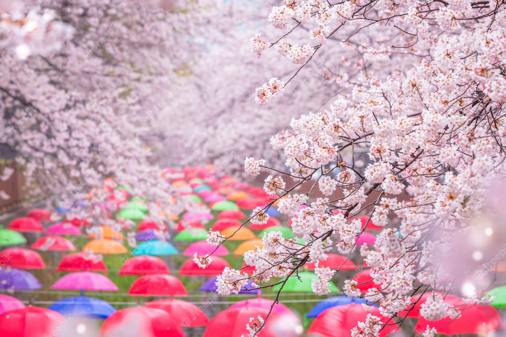 Premium photo cherry blossom in spring in korea is the popular cherry blossom viewing spot jinhae south korea