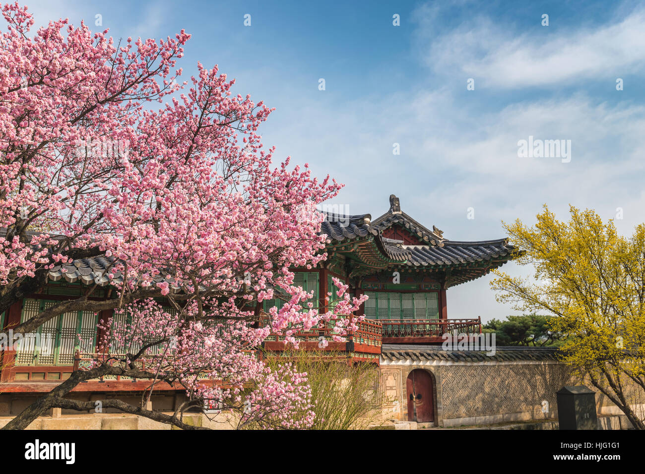 Spring cherry blossom at changdeokgung palace seoul south korea stock photo