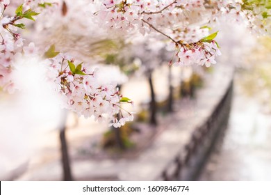 Cherry blossom south korea images stock photos vectors