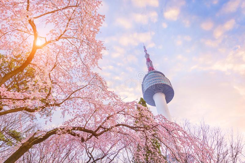 Seoul tower in spring with cherry blossom tree in full bloom so stock photo
