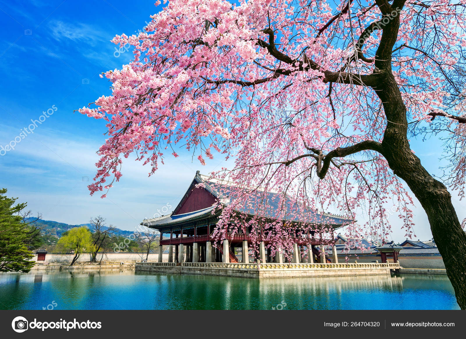 Gyeongbokgung palace with cherry blossom in spring seoul in korea stock photo by praewakoreashoppinghotmail
