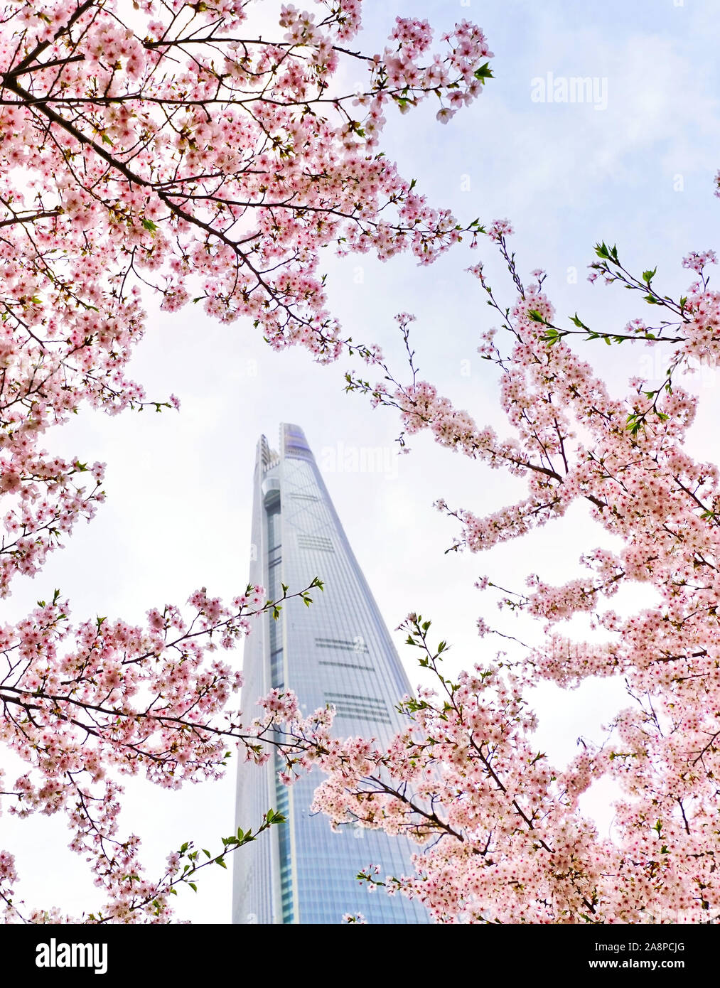 View of the cherry blossoms in spring with the skyscraper in the background in seoul south korea stock photo