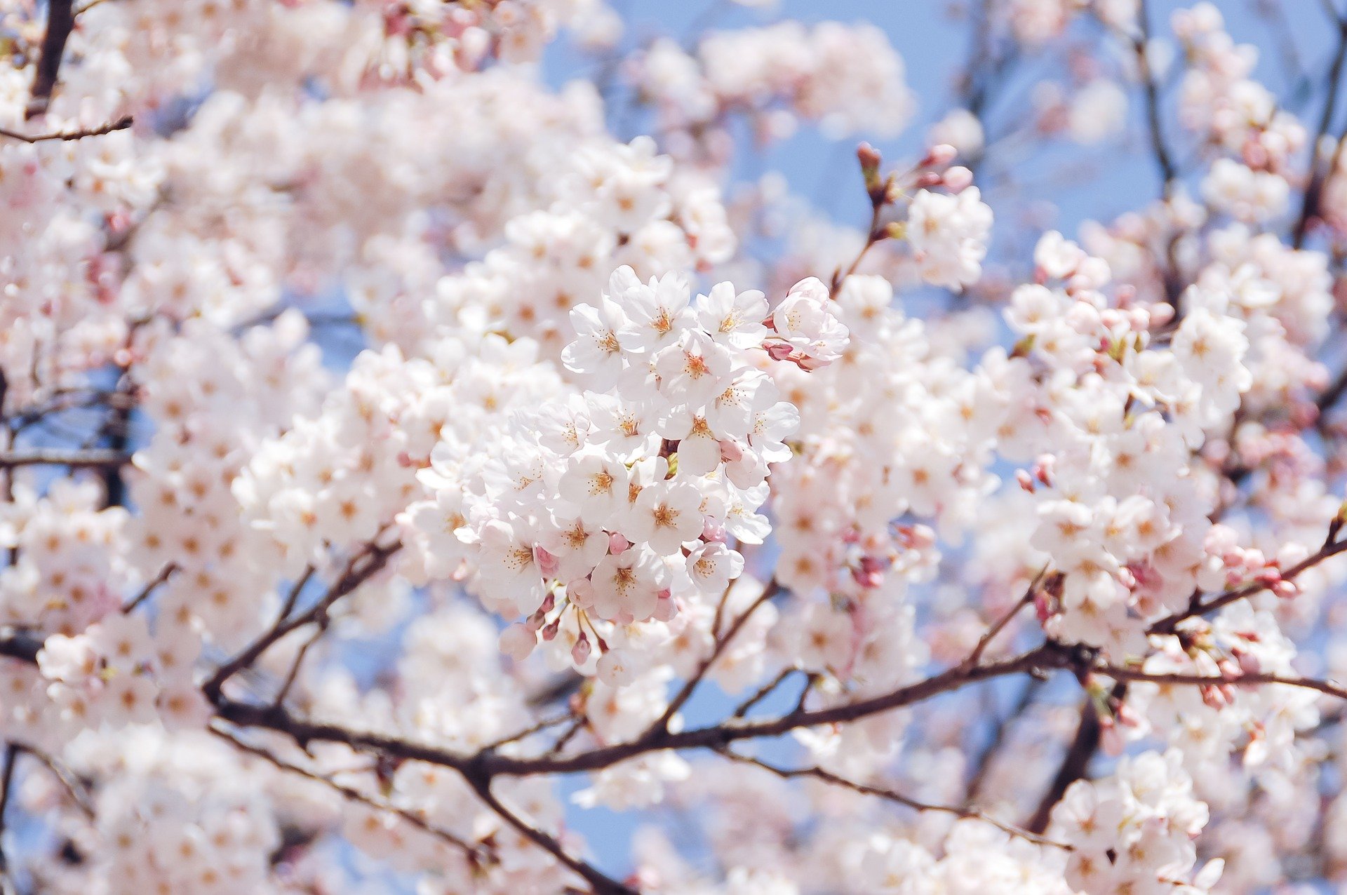 Cherry blossoms in korea where to go