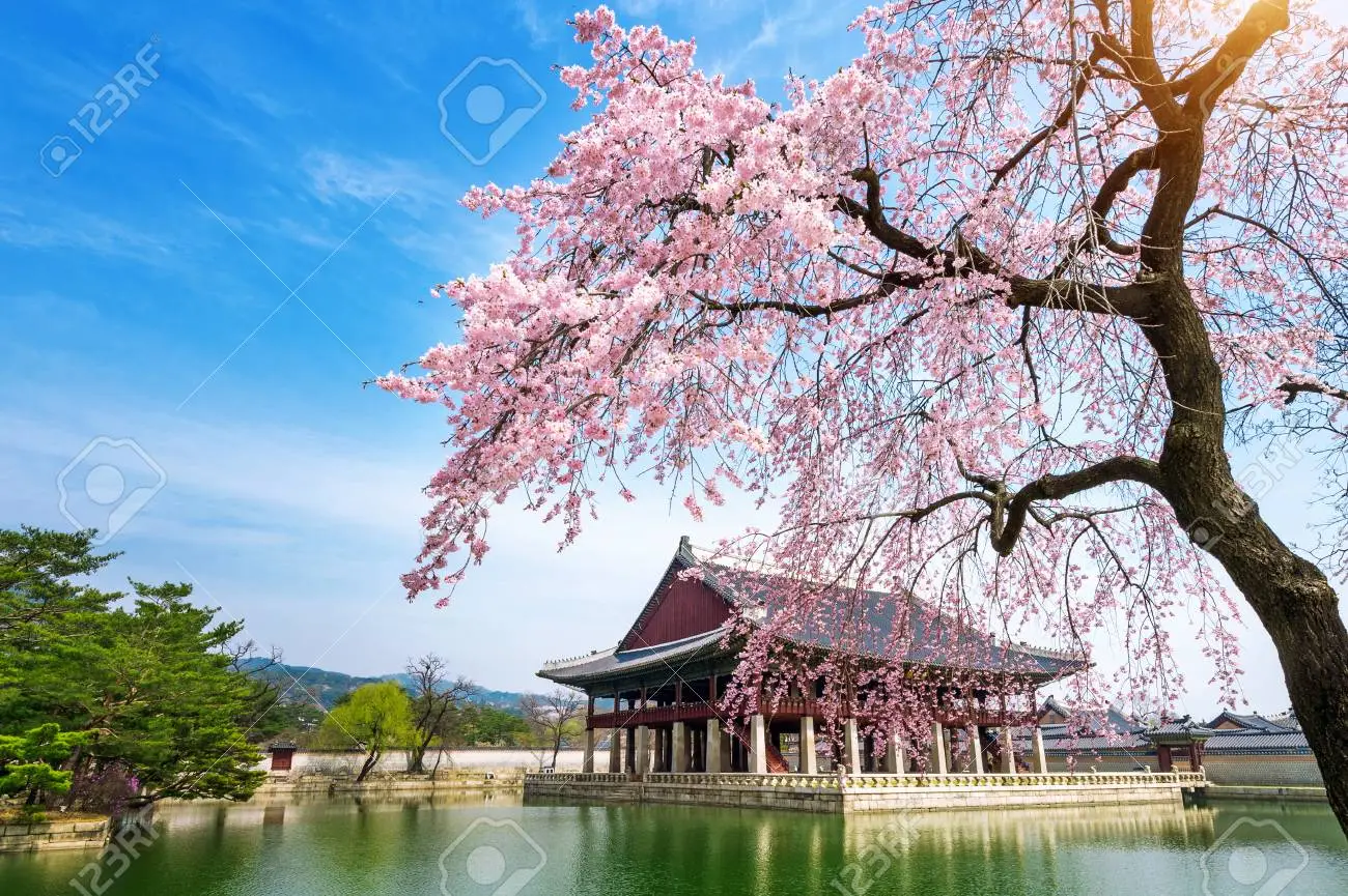 Gyeongbokgung palace with cherry blossom in spring seoul in korea stock photo picture and royalty free image image