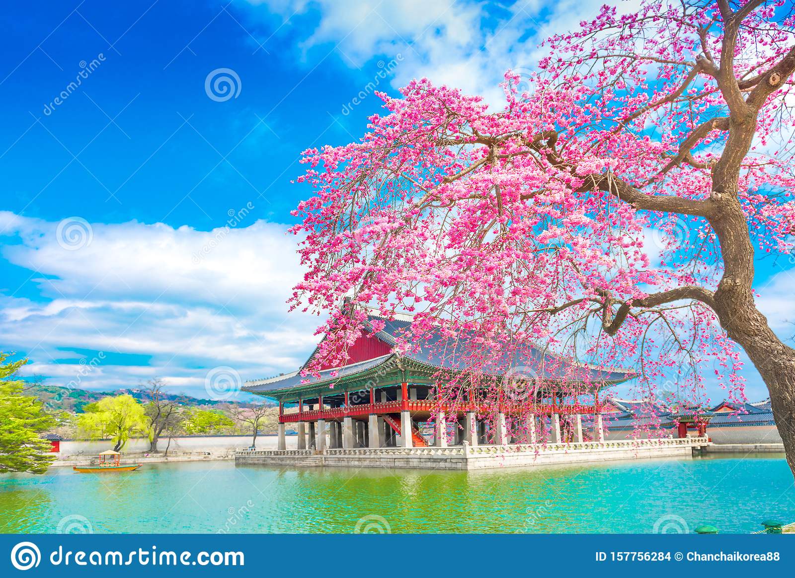 Gyeongbokgung palace with cherry blossom tree in spring time in seoulsouth korea stock photo