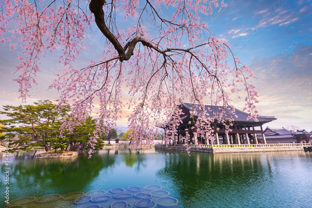 Gyeongbokgung palace with cherry blossom tree in spring time in seoul city of korea south korea photo