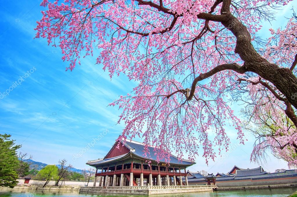 Gyeongbokgung palace with cherry blossom in springsouth korea stock photo by praewakoreashoppinghotmail