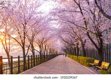 Spring south korea images stock photos vectors