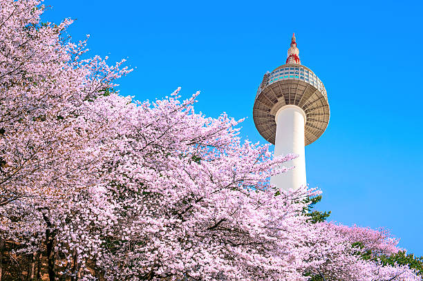 Seoul tower and pink cherry blossom sakura season in spring stock photo