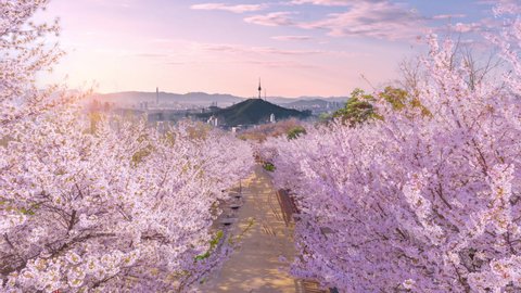 Seoul tower cherry blossom stock video footage
