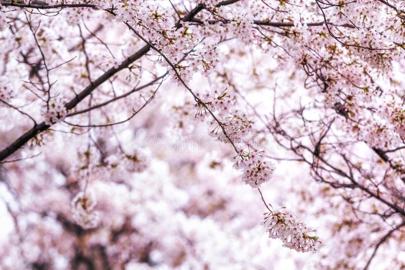 Cherry blossoms in seoul south korea stock image