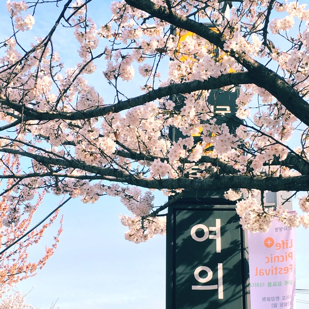 Cherry blossoms in korea forecast festivals guide