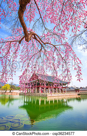 Gyeongbokgung palace with cherry blossom in spring south korea canstock